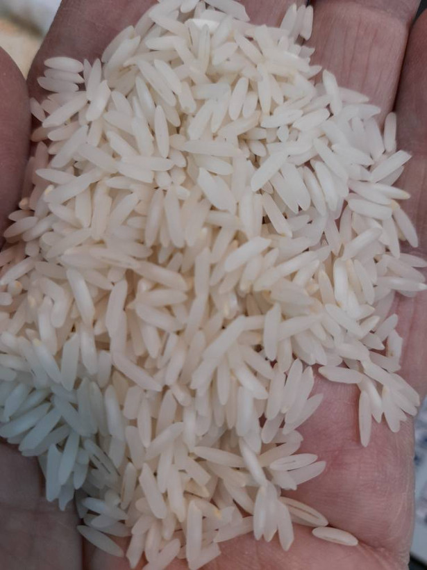 خرید برنج ایرانی شیرودی ده کیلویی اعلا