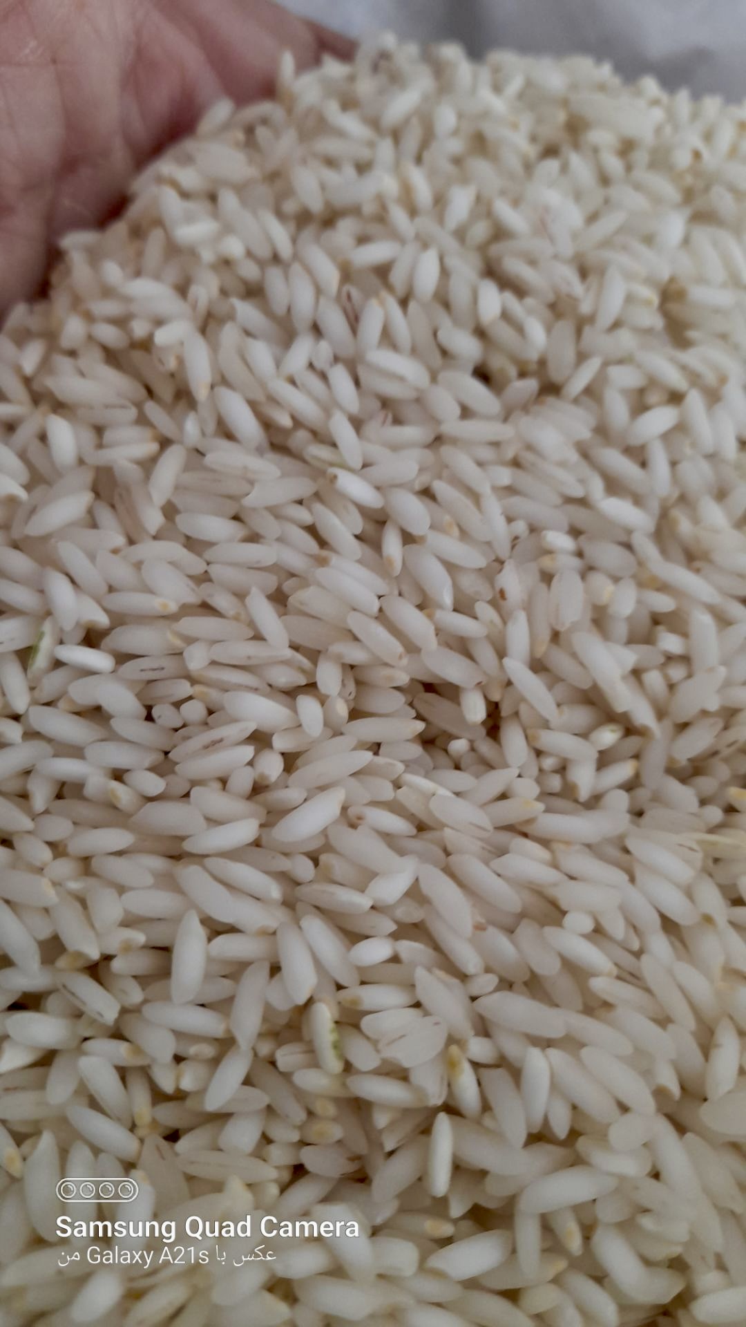 دانه برنج عنبربو افرا تازه برداشت با ارسال رایگان دو کیسه به بالا