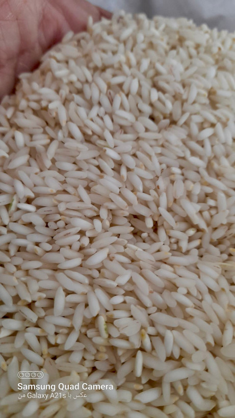 دانه برنج عنبربو افرا تازه برداشت با ارسال رایگان دو کیسه به بالا