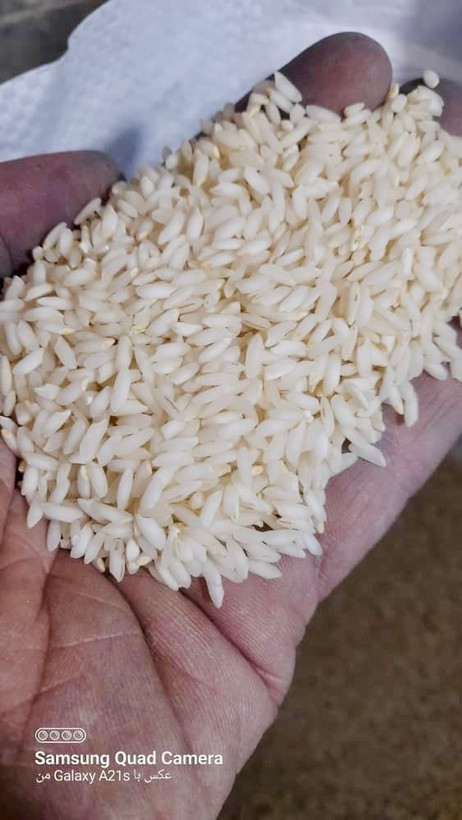 دانه برنج عنبربو خوزستان خوشپخت